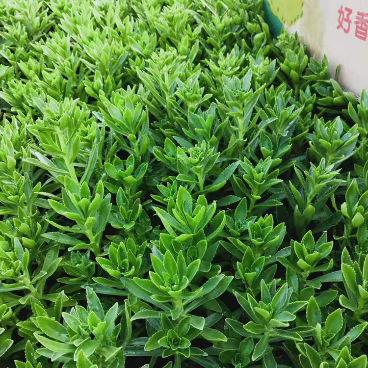 咨豪花卉 供应三七景天杯苗 三七景天批发