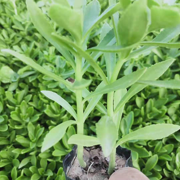 三七景天 三七景天种植基地
