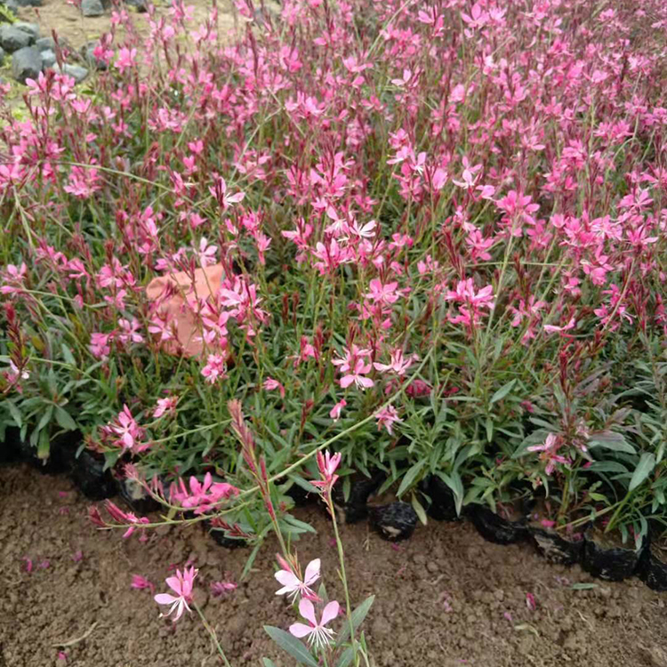 草花批发 粉花山桃草 山桃草价格