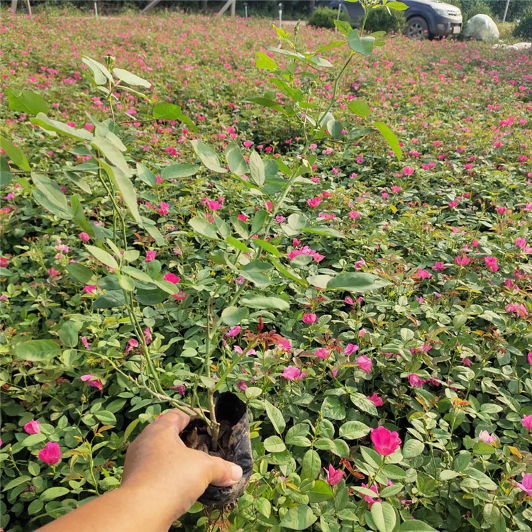 丰花月季报价 园林观赏植物 青州丰花月季