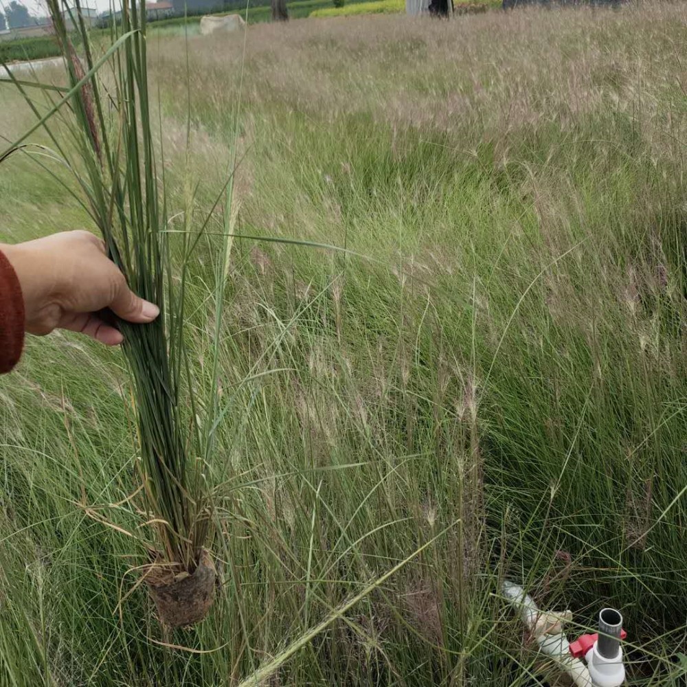 粉黛乱子草供应商 青州草花粉黛乱子草营养杯 基地直销