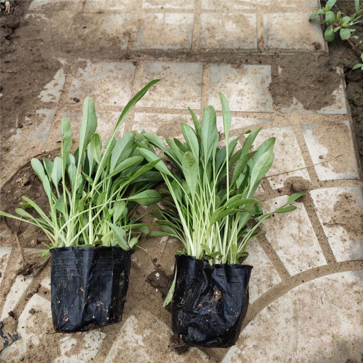 山东宿根草花 金鸡菊小苗 金鸡菊种植基地 基地直售