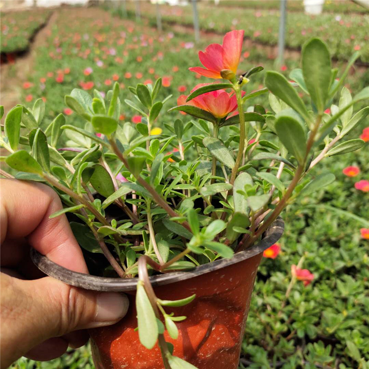 顺菊花卉 大盆太阳花 太阳花批发