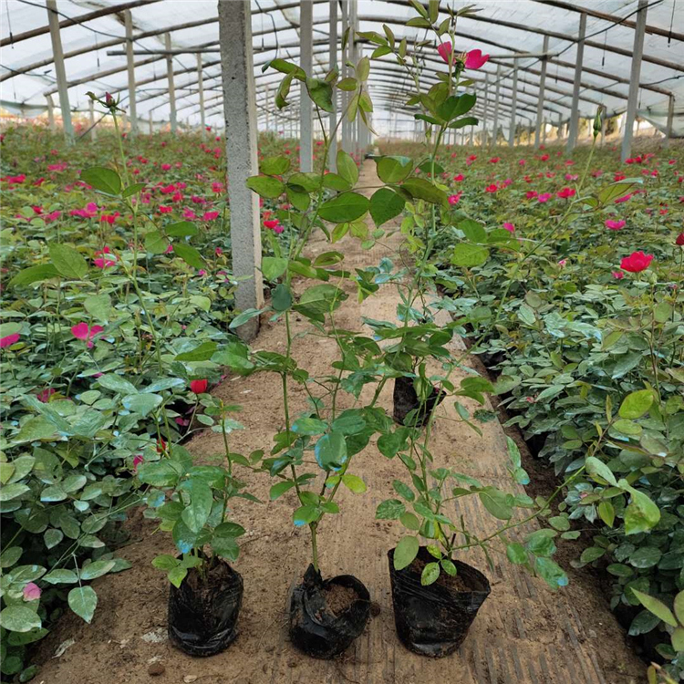 大量批发 月季苗种植基地 丰花月季报价