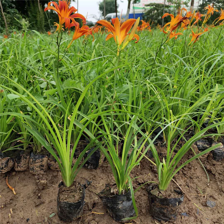 观赏草花苗木 鸿运萱草 基地推荐 鸿运萱草报价