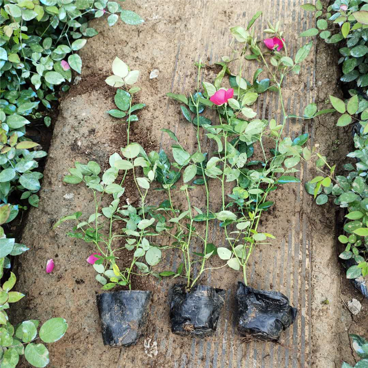 苗圃基地批发 月季苗种植基地 丰花月季批发商