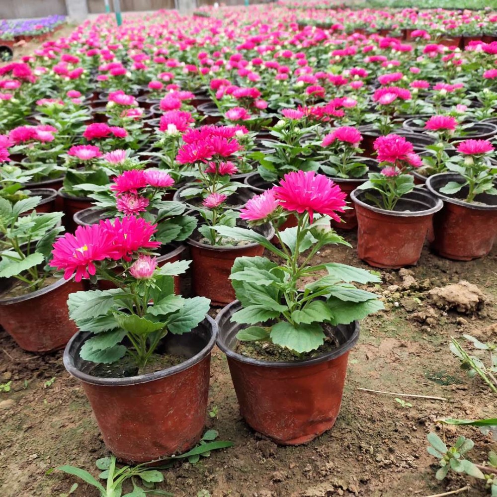 翠菊盆栽 翠菊供货商 一二年生花卉