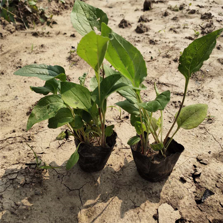 松果菊苗 山东草花 产地供应 松果菊批发