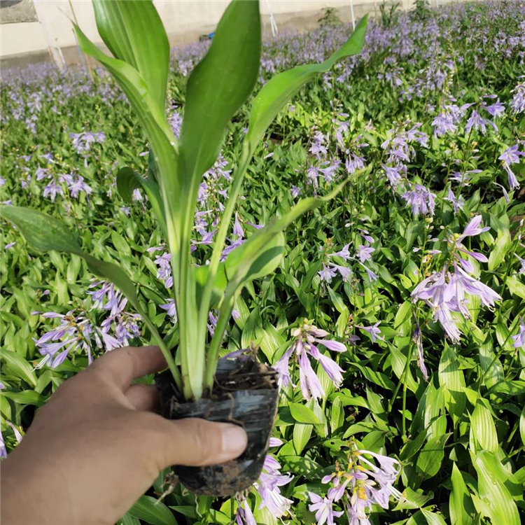 基地推荐 紫花玉簪价格 青州地被紫花玉簪