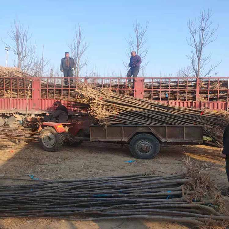 5-6公分楸树种植 树形优美 绿化楸树供应 畅春苗木