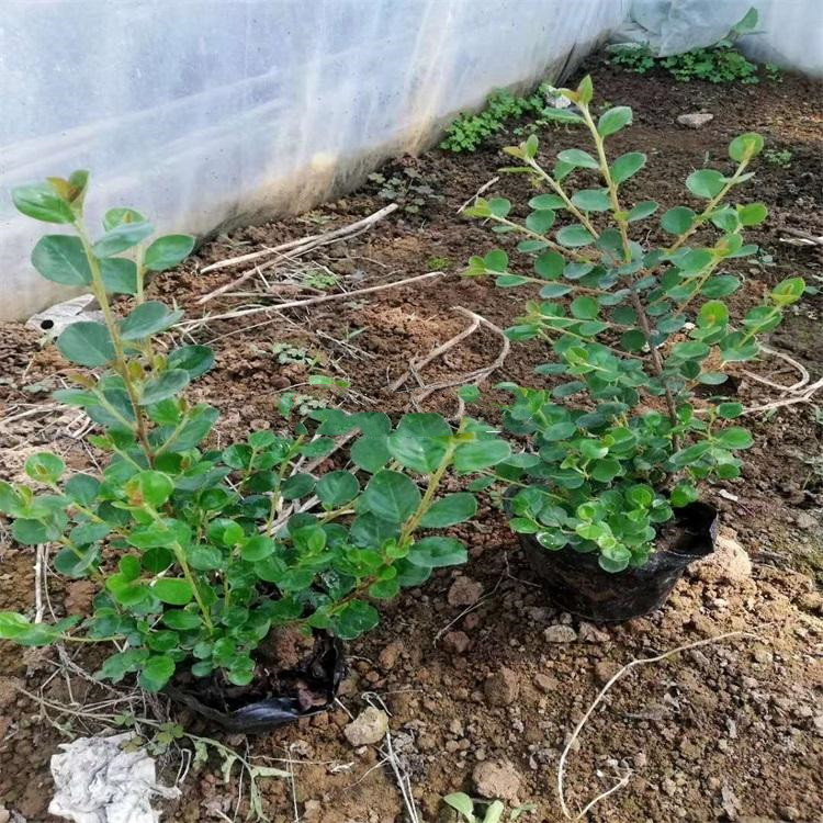 平枝荀子 平枝荀子价格表 平枝荀子种植厂家 山东平枝荀子批售