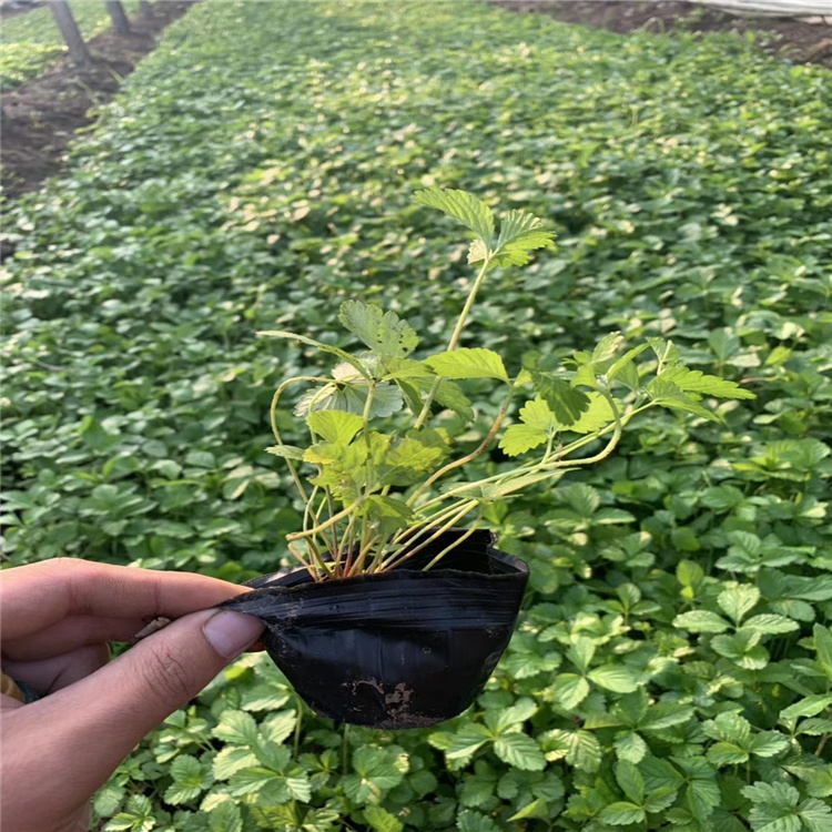 山东青州蛇莓价格 蛇莓种植基地 多芽蛇莓供应 江瑞园艺厂家直供