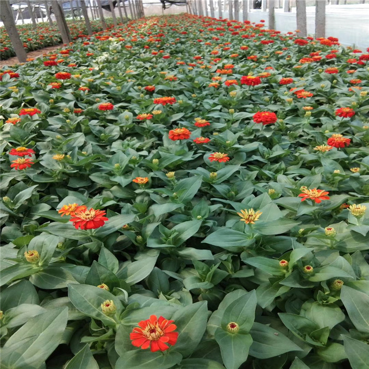 百日草批发基地 供应百日草 盆栽百日草价格 江瑞园艺一手货源