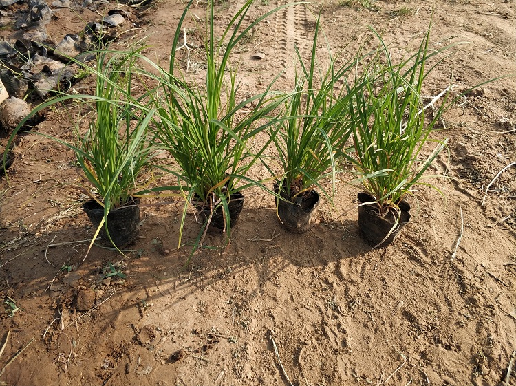 青绿苔草批发价格 宿根地被 青绿苔草