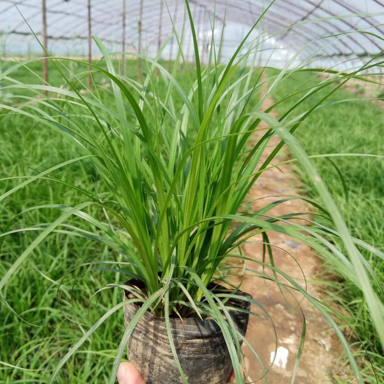青绿苔草杯苗价格