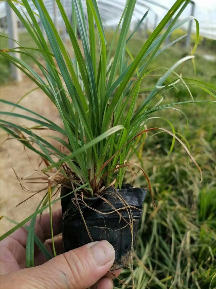 常绿地被青绿苔草 观赏青绿苔草