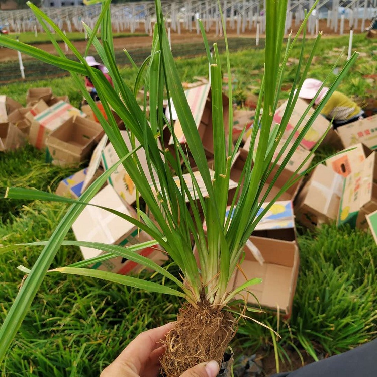 多芽崂峪苔草批发价格 顺和花卉