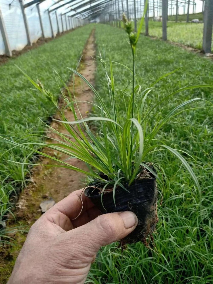 青绿苔草杯苗 多芽青绿苔草 多年生宿根