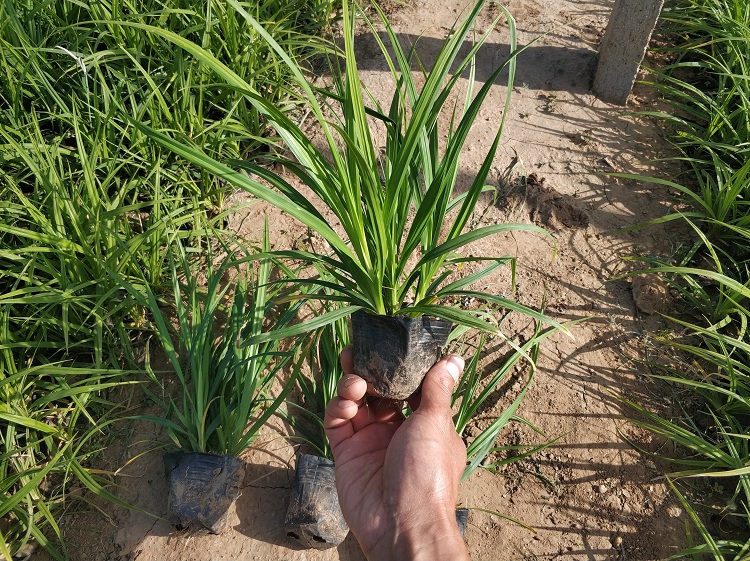 崂峪苔草 顺和花卉 多芽崂峪苔草杯苗