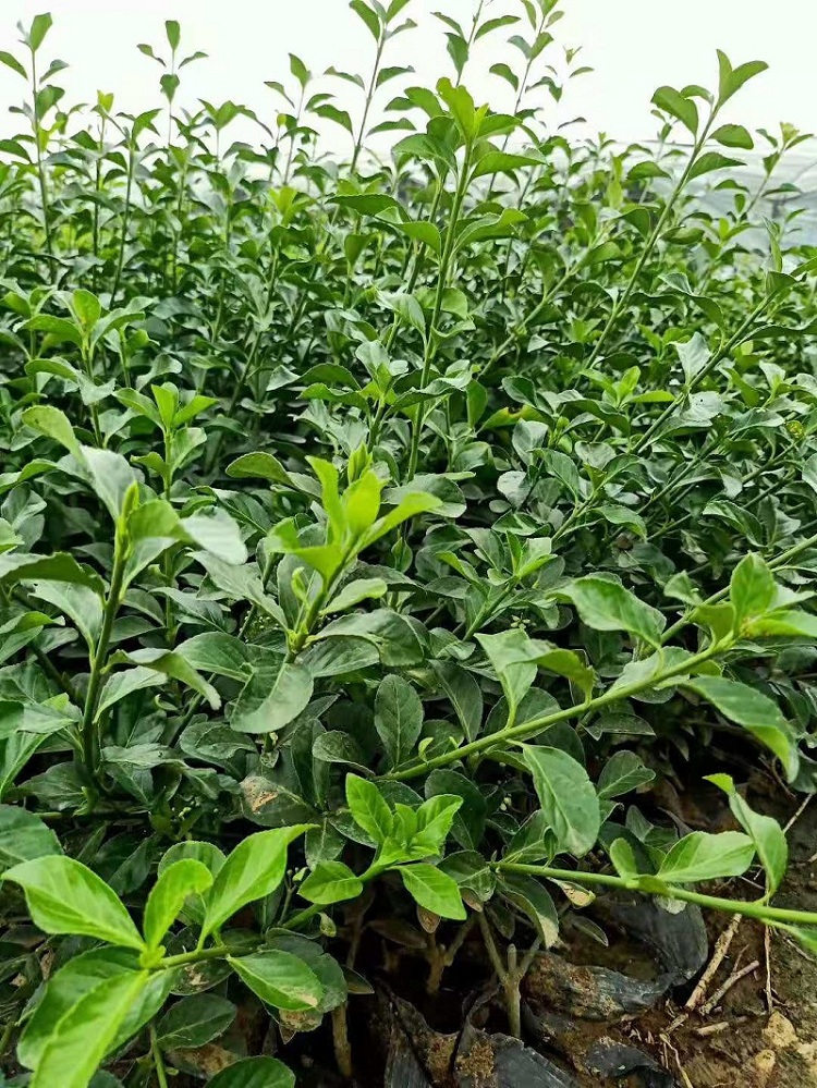 大叶扶芳藤 顺和花卉 大叶扶芳藤批发价格