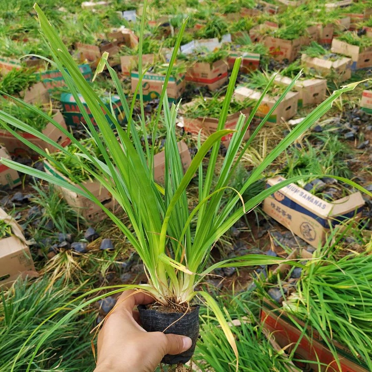 耐阴草花 崂峪苔草价格 山东崂峪苔草种植产地