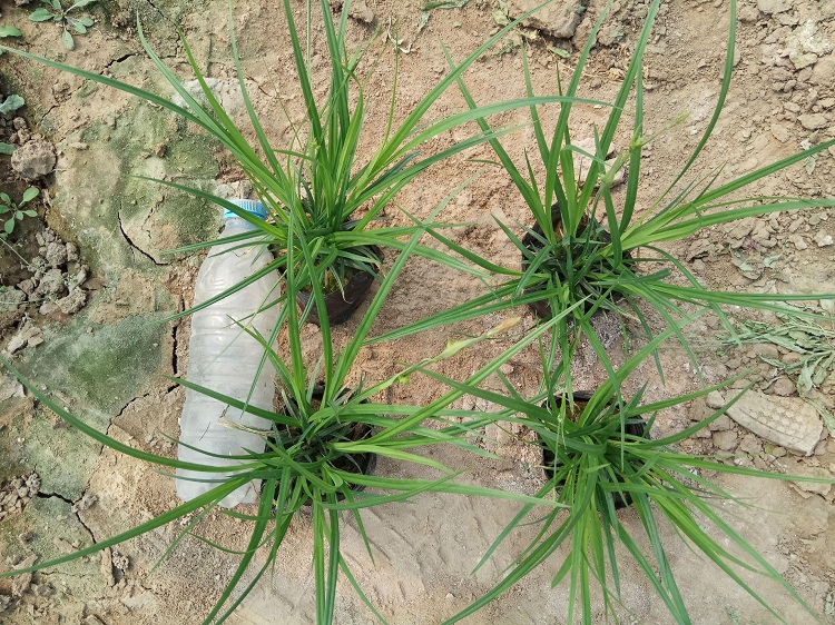 苔草价格 常绿宿根地被苗 青绿苔草