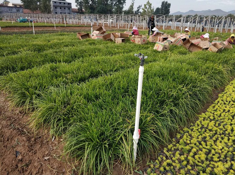 营养钵崂峪苔草 多芽崂峪苔草 宿根草花品种