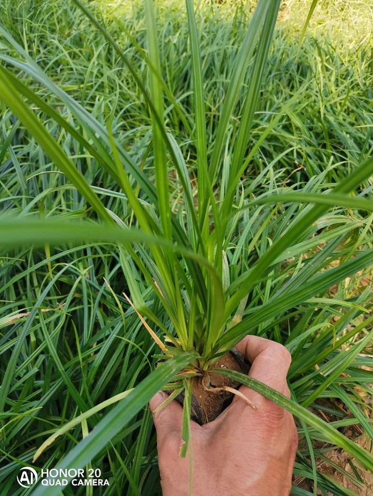 地被苗基地 崂峪苔草 观赏草