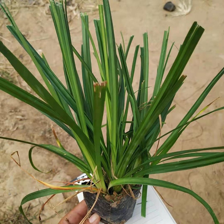 林下绿化用崂峪苔草 耐阴植物崂峪苔草