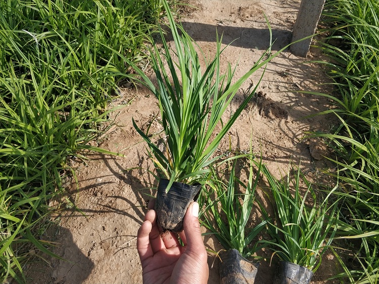 崂峪苔草苗 盆栽崂峪苔草