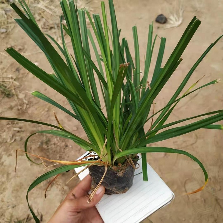 崂峪苔草批发商
