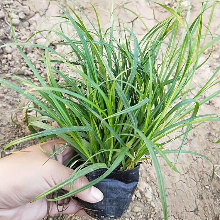 青绿苔草批发价格【青州顺和】宿根草花基地