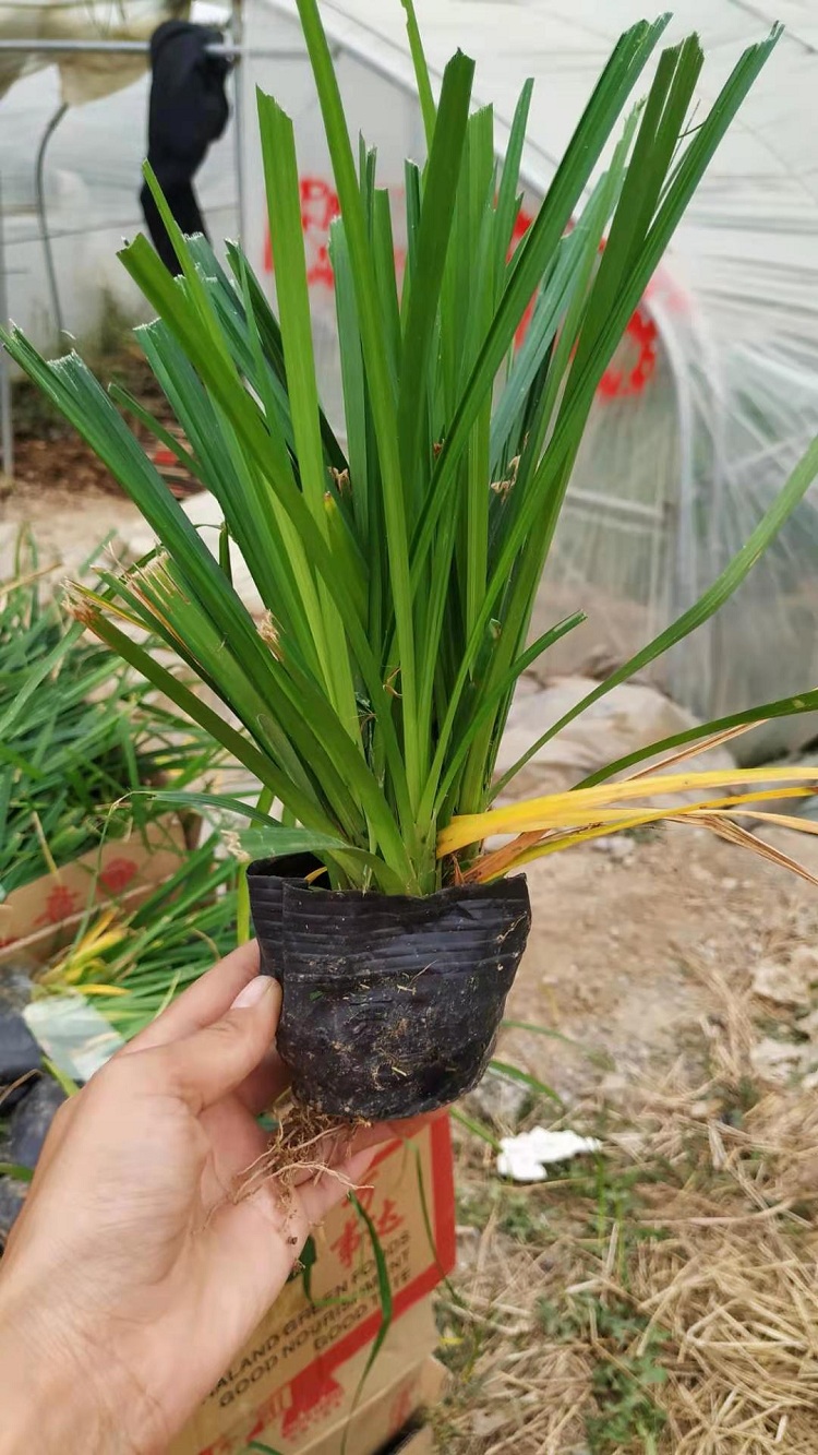 常绿宿根地被基地 崂峪苔草 产地价格批发