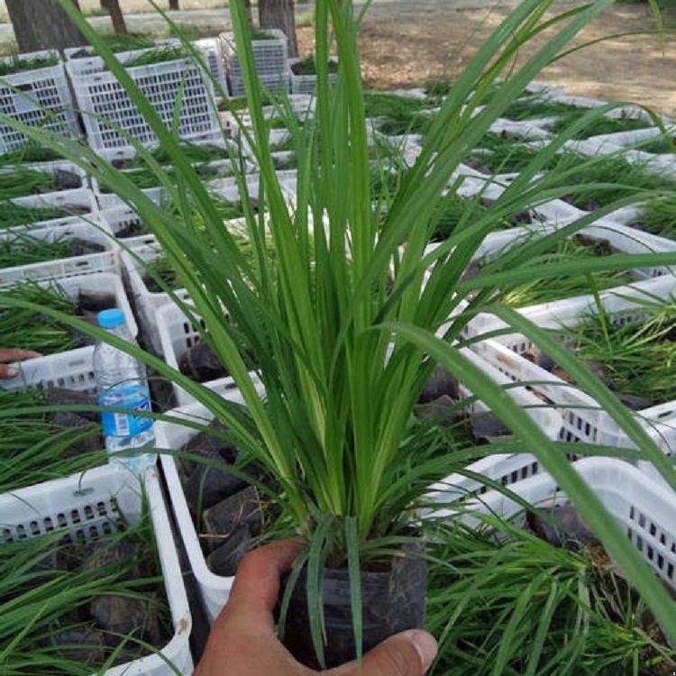 崂峪苔草价格 苔草厂家