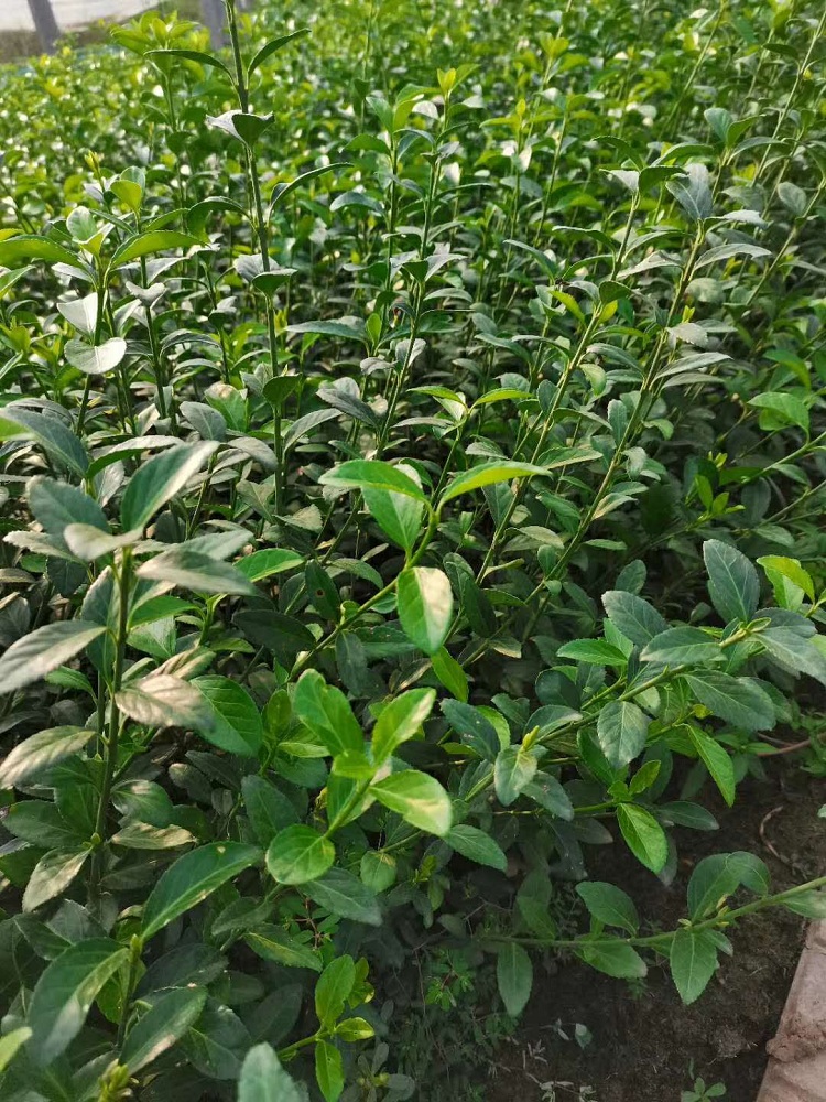 多分枝大叶扶芳藤 大叶扶芳藤杯苗 常绿灌木