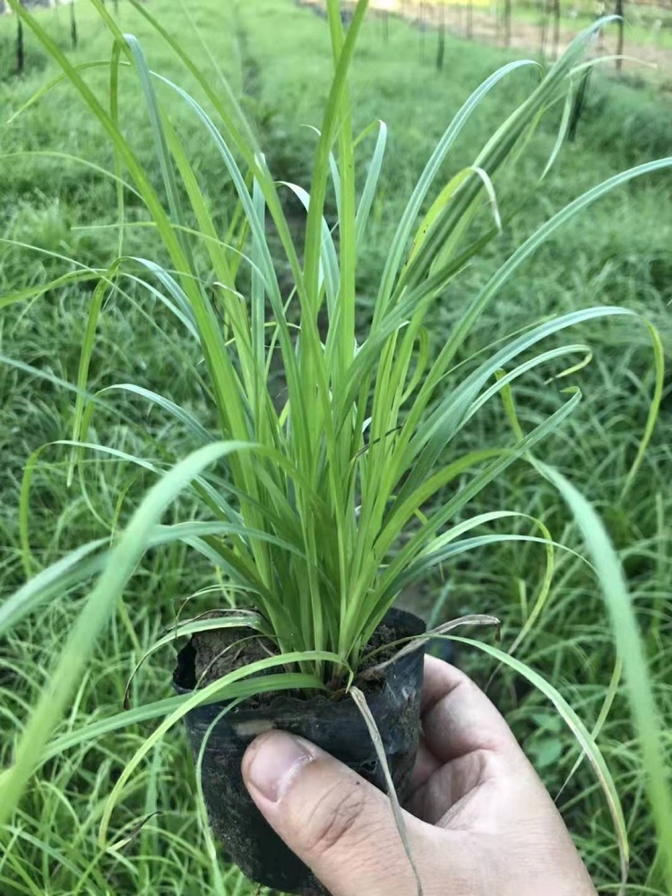 多芽青绿苔草批发价格 青绿苔草产地