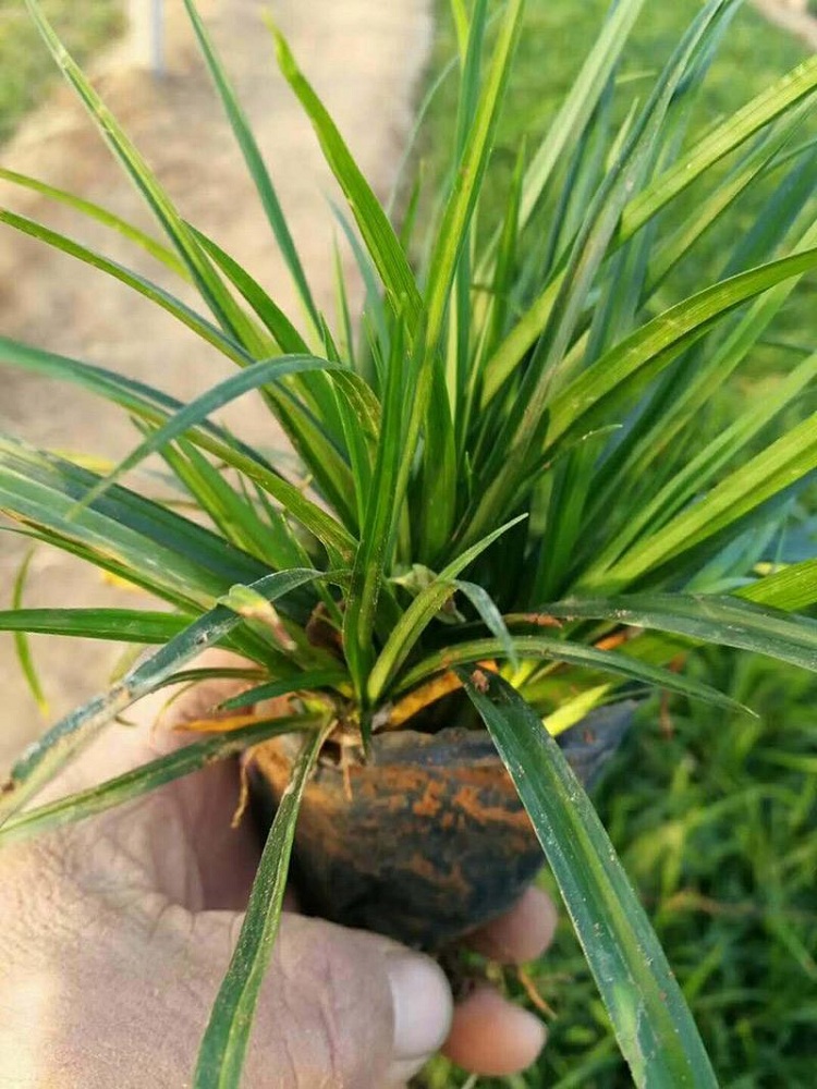 百万青绿苔草种植基地 山东青绿苔草