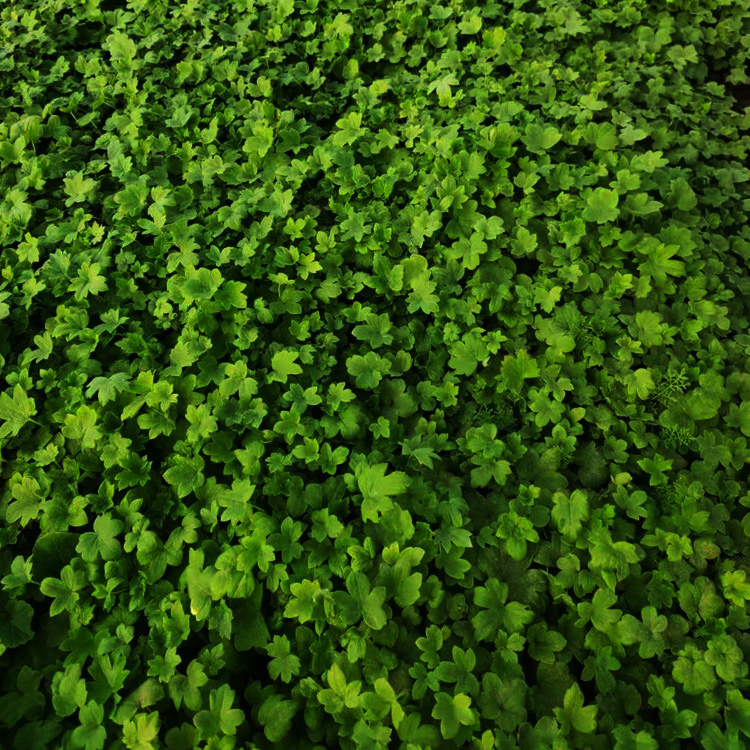 大花飞燕草小苗 大花飞燕草种植户 大花飞燕草批发 夏杰花卉