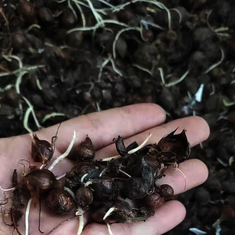 酢桨草种球 红叶酢桨草供货商  绿叶酢桨草出售 夏杰花卉