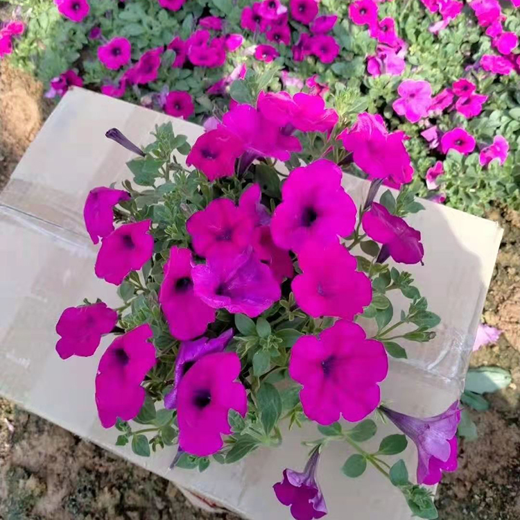 一年生缠绕草本植物 垂吊牵牛培育基地 