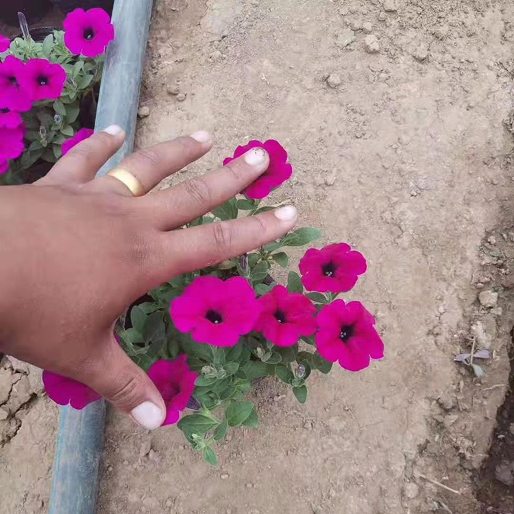 垂钓牵牛批发 青州草花基地 草花批发供应