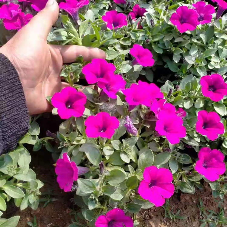  垂钓牵牛 一二年生栽培植物 垂钓牵牛小苗批发