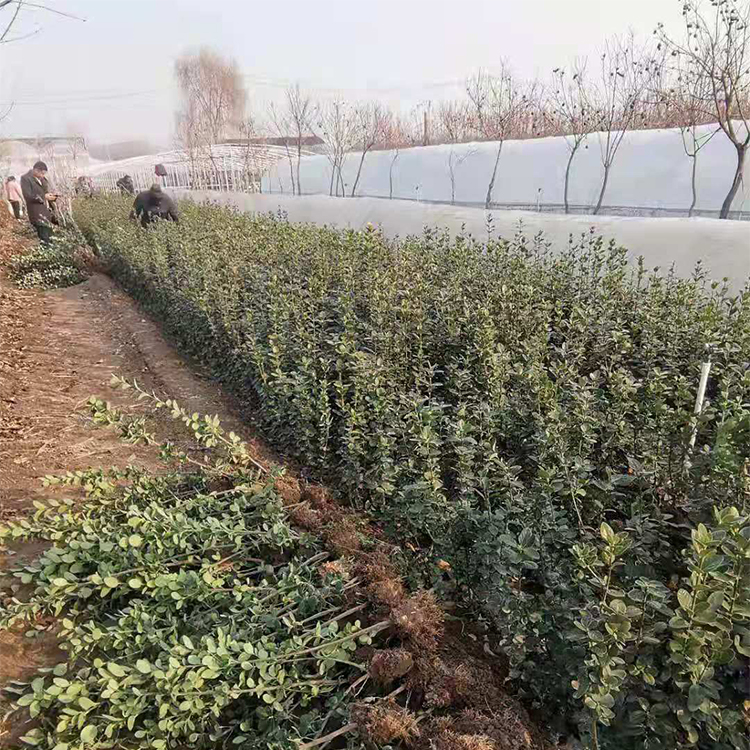 园林绿化植物 北海道黄杨小苗基地直供 欢迎来电