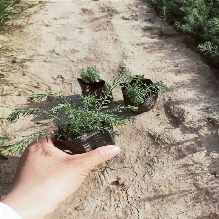 蓝亚麻种植基地 山东蓝亚麻价格 蓝亚麻批发商 江瑞花卉供应
