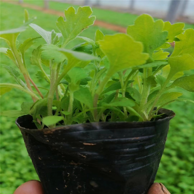 江瑞园艺 地被菊价格 地被菊批发 地被菊种植基地 山东地被菊供应商