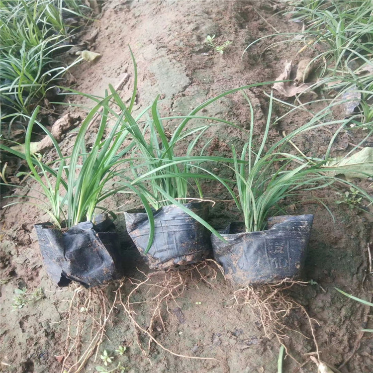 麦冬批发 山东麦冬基地 麦冬草价格 江瑞园艺麦冬培育基地直批