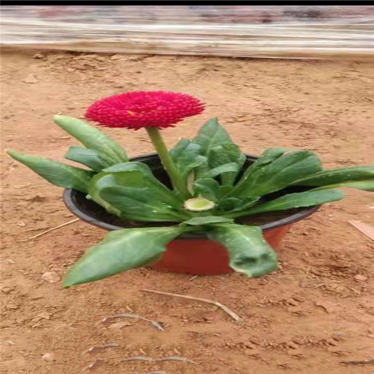 山东青州雏菊批发 多色雏菊价格 雏菊种植厂家 江瑞园艺直供