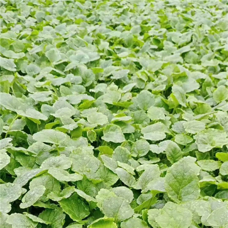 自产自销  二月兰价格  二月兰培育基地