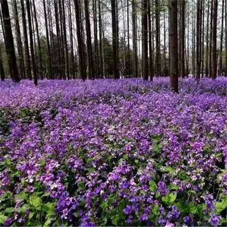 欢迎咨询  二月兰培育基地  二月兰大量供应