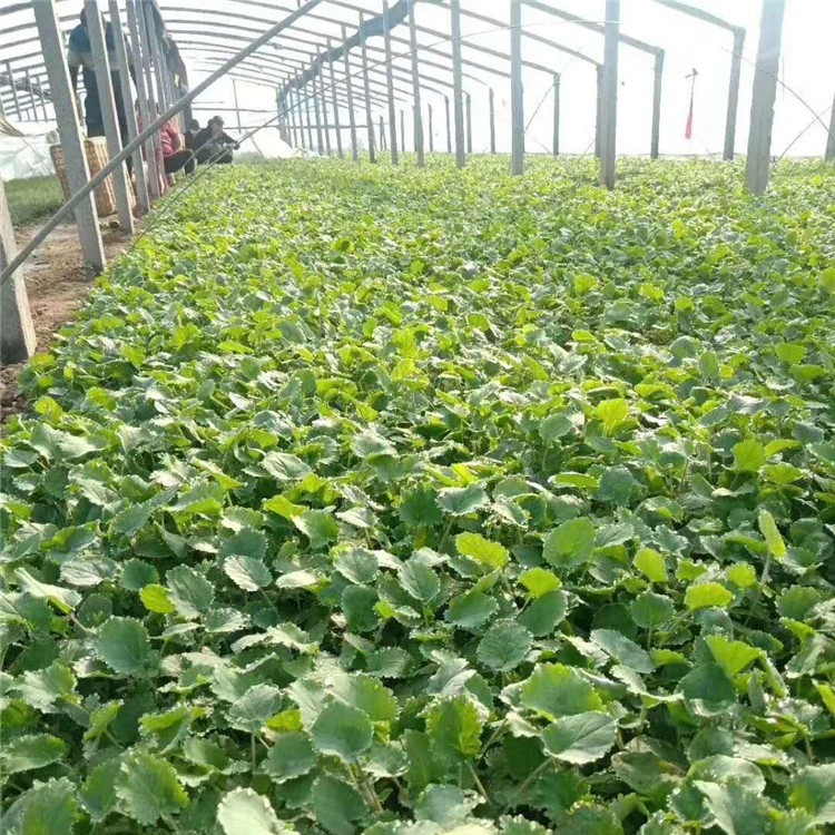欢迎咨询  二月兰培育基地  二月兰种植基地